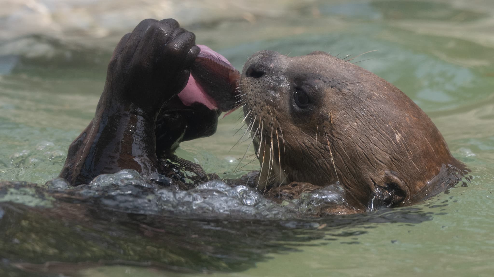 Une loutre de rivière se nourrissant de poissons et d'autres viandes emballés dans des blocs de glace au Legends Park Zoo à Huachipa, à l'est de Lima, le 23 février 2024. (Photo d'illustration) Une loutre de rivière se nourrissant de poissons et d'autres viandes emballés dans des blocs de glace au Legends Park Zoo à Huachipa, à l'est de Lima, le 23 février 2024. (Photo d'illustration)