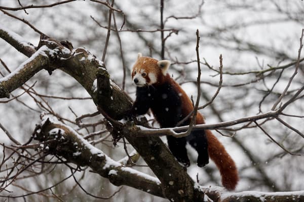 Un panda roux sous la neige au parc Pairi Daiza, en Belgique, le 17 janvier 2024