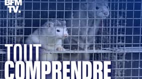 Des visons dans une ferme d'élevage à Gjol, le 8 octore 2020 au Danemark