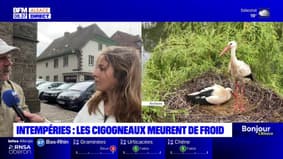 Intempéries: des cigogneaux morts de froid en Alsace
