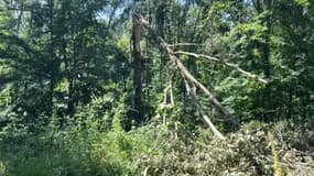 La forêt domaniale de Lyons (Eure) ravagée par les intempéries survenues le 25 juin dernier
