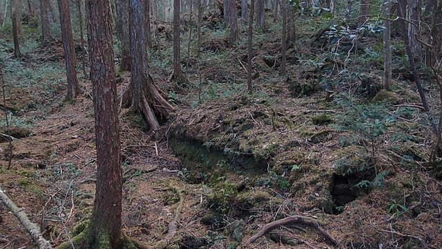 Les restes du corps de Mya Fuller ont été retrouvés dans une zone boisée isolée du Tennessee (États-Unis), début août 2022. (Photo d'illustration)