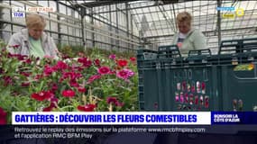 Gattières: découvrir les fleurs comestibles