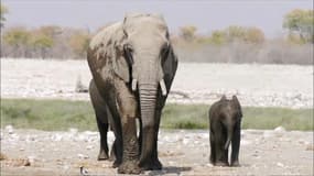 Donald Trump suspend les autorisations d'importation de trophées de chasse d'éléphants