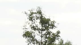 Les voitures de police brûlées lors de l'attaque de Viry-Châtillon, le 8 octobre dernier. 