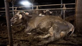 L'association de défense des animaux L214 déplore les conditions d'un élevage laitier fournissant les crêtes Whaou! dans le Finistère