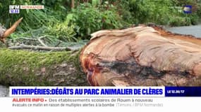 Seine-Maritime: le parc animalier de Clères a subi des dégâts après les intempéries de dimanche
