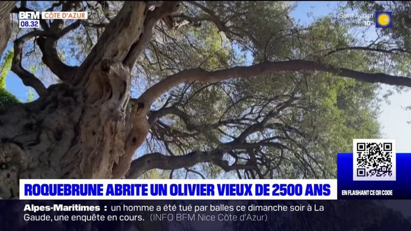 Roquebrune-Cap-Martin abrite un olivier vieux de 2.500 ans