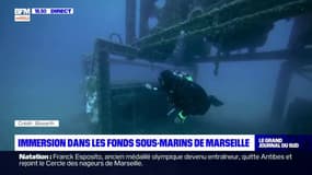 Visite du ministre de l'Education, immersion dans les fonds marins... L'actualité du Congrès mondial de la nature