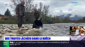 Alpes du Sud: lâcher de truites dans le Buëch