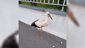 Une cigogne a été secourue par des gendarmes du Haut-Rhin.