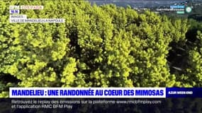 Azur & Riviera: à Mandelieu-la-Napoule, une randonnée au cœur des mimosas