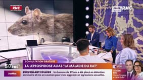 RMC Santé - La leptospirose alias "la maladie du rat"