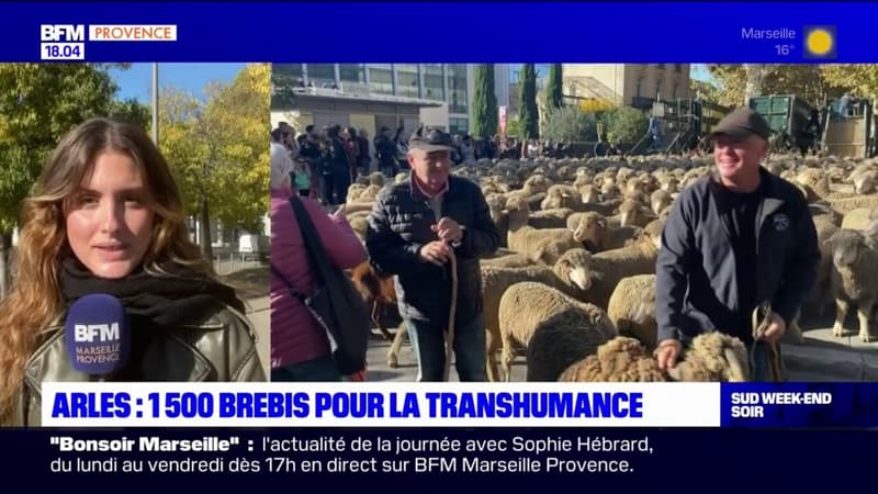 Arles: 1.500 brebis pour la transhumance
