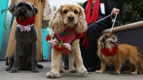 Des chiens venant d'être bénis à Los Angeles, aux Etats-Unis, en mars 2018.