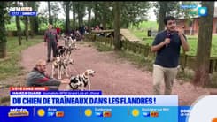 L'été chez nous: du chien de traîneaux dans les Flandres