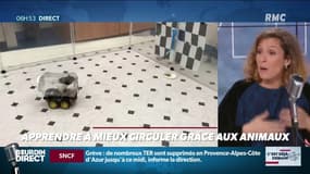 Apprendre à mieux circuler grace aux animaux