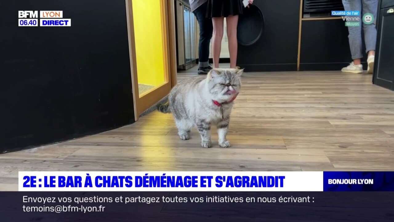 bar a chat près de 2e arrondissement lyon