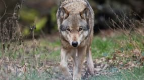 Photo de loup gris. (illustration)