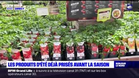 Nord: les produits d'été déjà prisés avant la saison