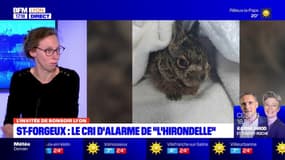Saint-Forgeux: "L'Hirondelle", un hôpital pour la faune sauvage