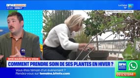 BFM Marseille et vous: comment prendre soin de ses plantes en hiver?