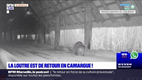 La loutre d'Europe est de retour en Camargue