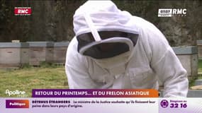 Retour du printemps... Et du frelon asiatique 
