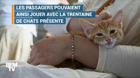 Un train roule pour la cause des chats au Japon