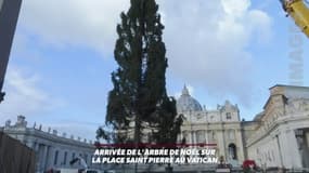 Le Vatican a déjà son traditionnel sapin de Noël