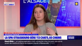 "La mairie tourne le dos à la SPA" de Strasbourg: deux bénévoles vent debout contre la suspension d'une subvention 