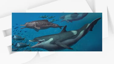 Des espèces jusque-là inconnues de dauphins sillonnaient les océans il y a vingt millions d'années, y compris la mer qui recouvrait la Suisse