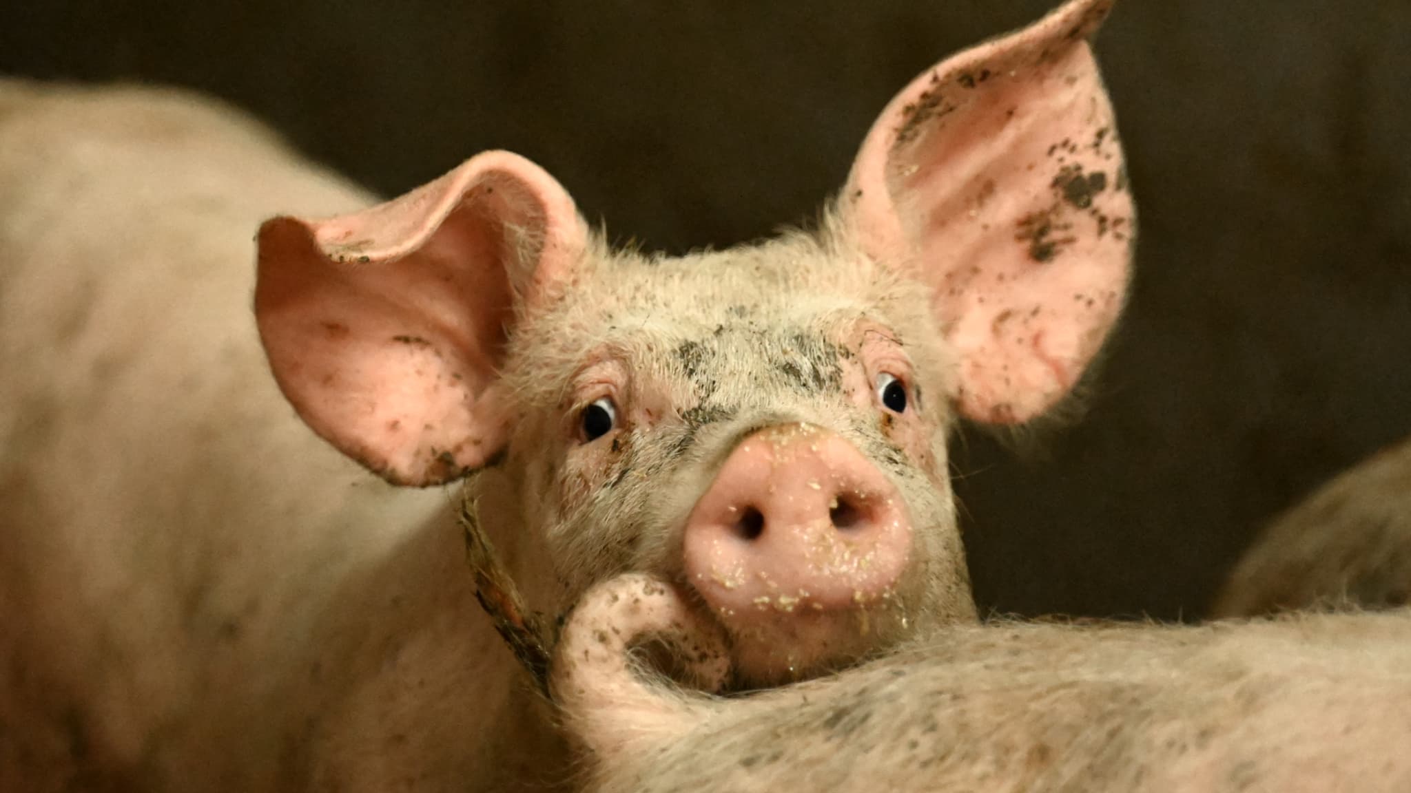 LA FÊTE DU COCHON ORGANISÉE PAR UN PARTI D'EXTRÊME DROITE FINALEMENT ANNULÉE EN ÎLE-ET-VILAINE