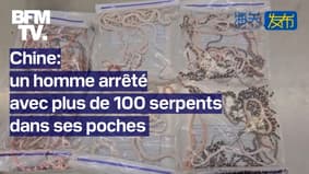 Un voyageur se fait arrêter avec plus de 100 serpents dans ses poches en Chine