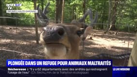 Haute-Garonne: plongée dans un refuge pour animaux maltraités
