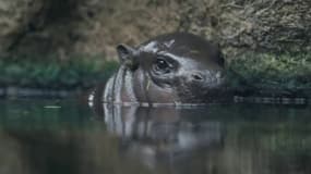 Un bébé hippopotame pygmée quitte la maternité du zoo de San Diego et découvre son nouvel habitat