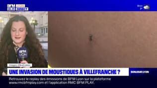 Une invasion de moustiques à Villefranche-sur-Saône?