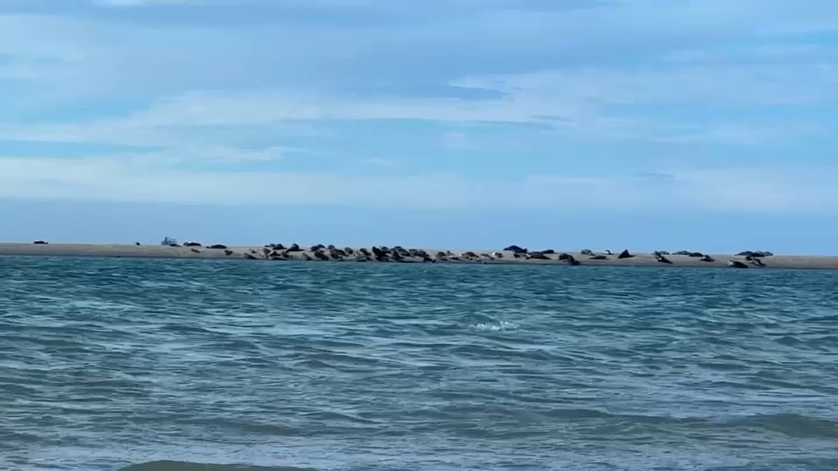 placeholder video