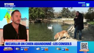 Le Café des Animaux: les bons conseils pour recueillir un chien abandonné