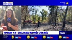 Haut-Rhin: les pompiers toujours mobilisés après le feu en forêt à Rixheim