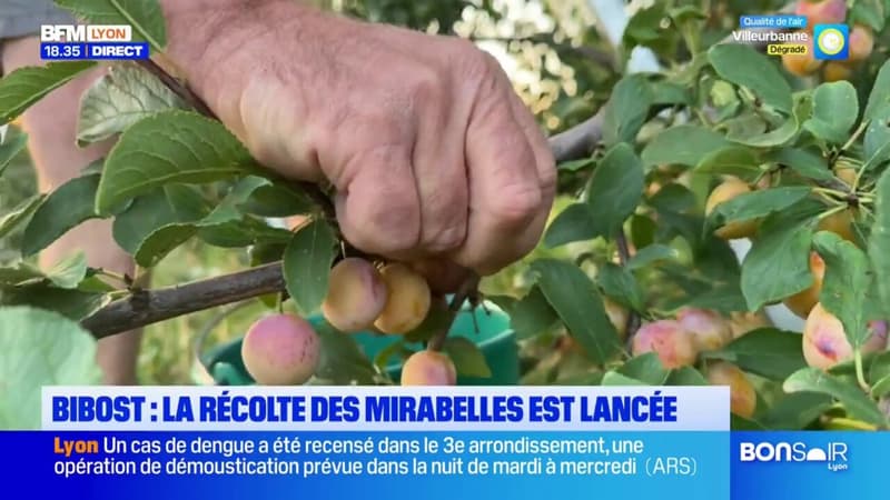 Rhône: la récolte des mirabelles a commencé dans les monts du Lyonnais