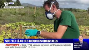 Comment lutter contre le fléau des mouches orientales ?
