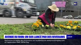 Strasbourg: un SOS en fleurs lancé par des riverains avenue du Rhin