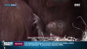 Java, un bébé orang-outan est né au Jardin des Plantes à Paris