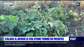 Nord-Pas-de-Calais: de plus en plus de pillages de légumes dans les champs