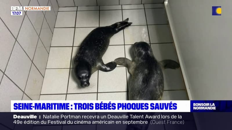 Seine-Maritime: trois bébés phoques sauvés à Allouville-Bellefosse 