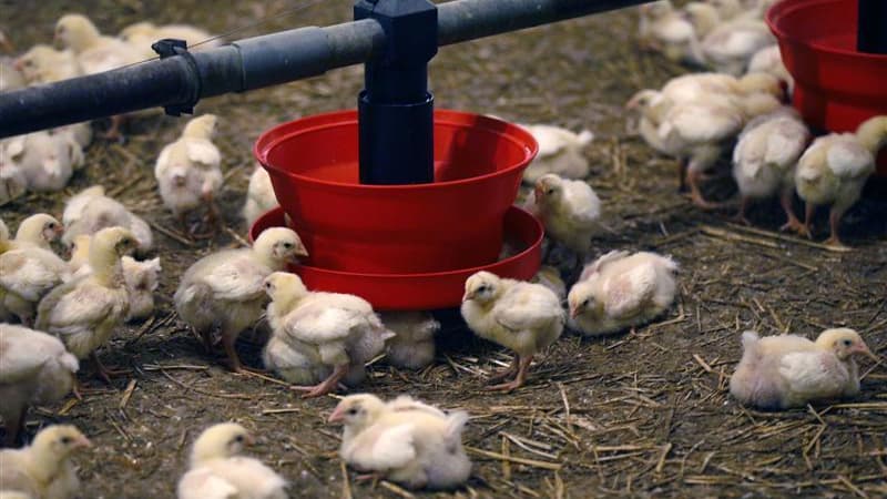 Poussins d'un agriculteur travaillant pour Doux. Selon les données collectées par l'Association nationale des industries alimentaires (Ania), 5.000 emplois - incluant les fermetures du groupe Doux - et une douzaine d'entreprises seraient menacés au cours