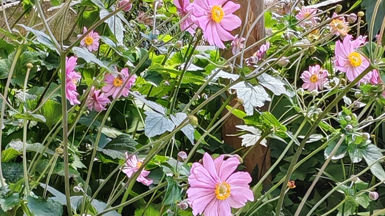 Les photos sont aussi détaillées avec le mode Super macro.