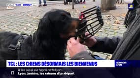 TCL : les chiens désormais les bienvenus