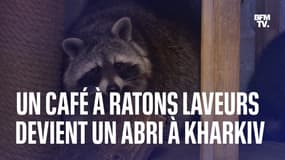  Guerre en Ukraine: à Kharkiv, ce café à ratons laveurs a été transformé en abri